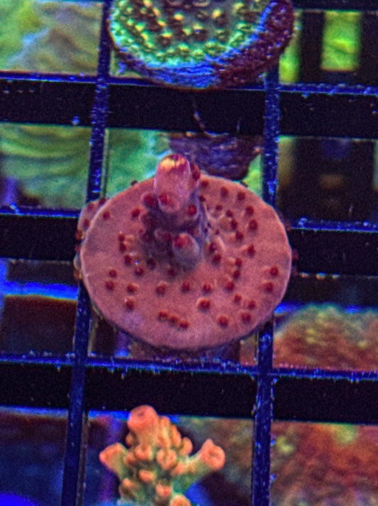 JF Fox Flame Acro (WYSIWYG)