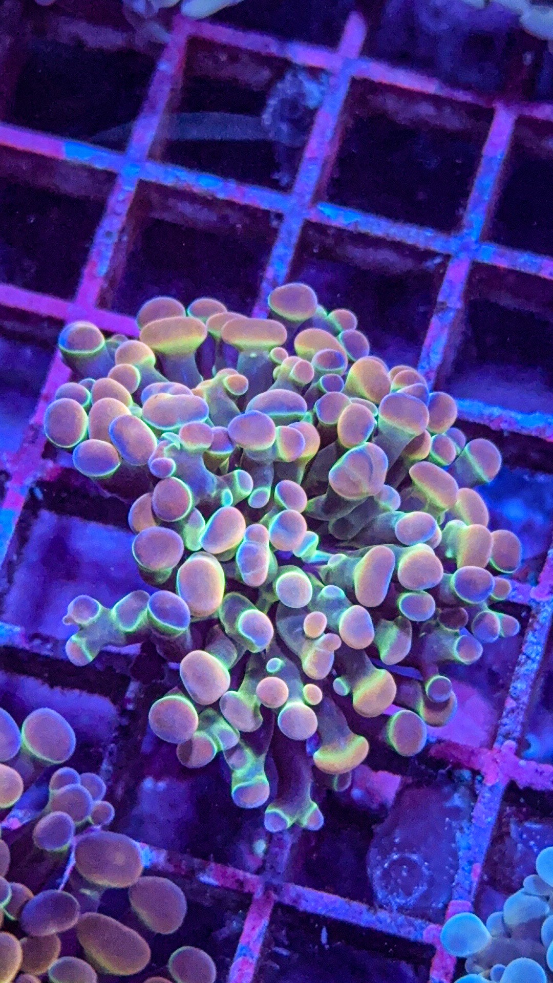 KDR Rainbow Hologram Hammer (WYSIWYG)