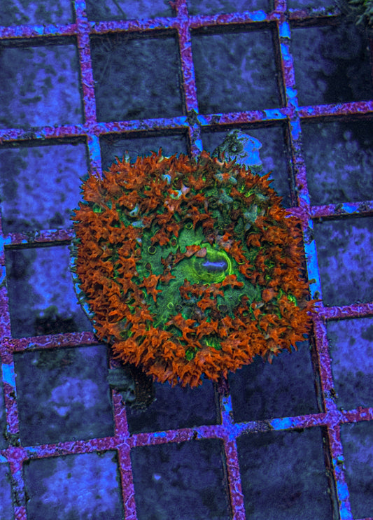 Saint Thomas Mushroom (WYSIWYG)