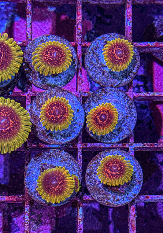 Predator Zoas (WYSIWYG)
