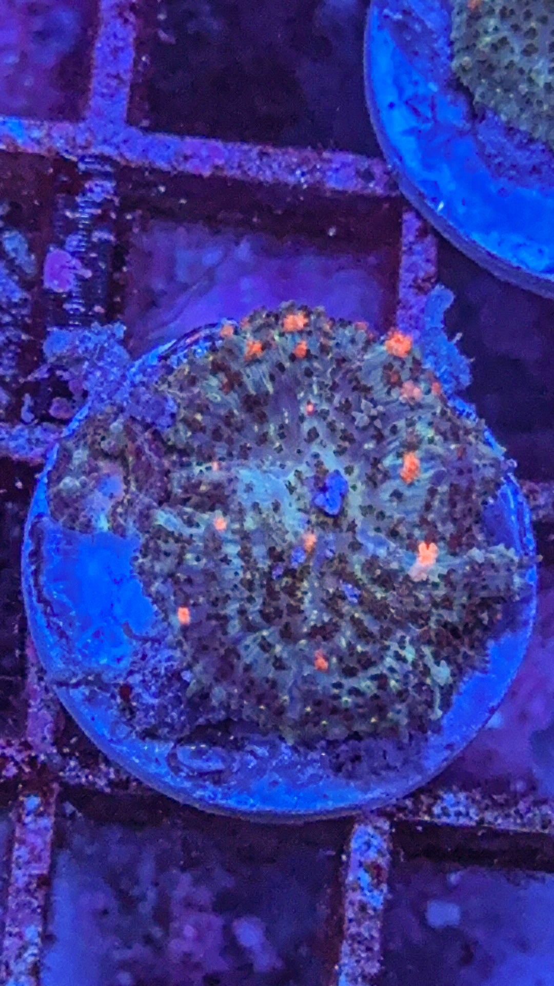 Wild Bounce Mushroom (WYSIWYG)