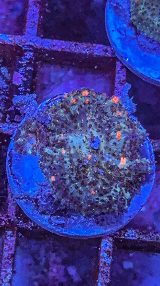 Wild Bounce Mushroom (WYSIWYG)