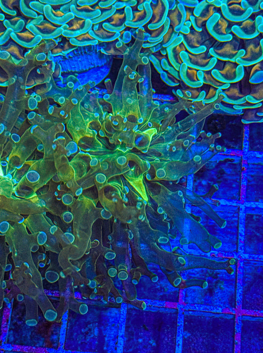 Frogspawn (WYSIWYG)