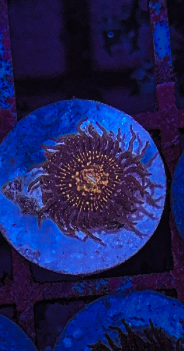 JF Frankie's Acid Trip Zoa (WYSIWYG)