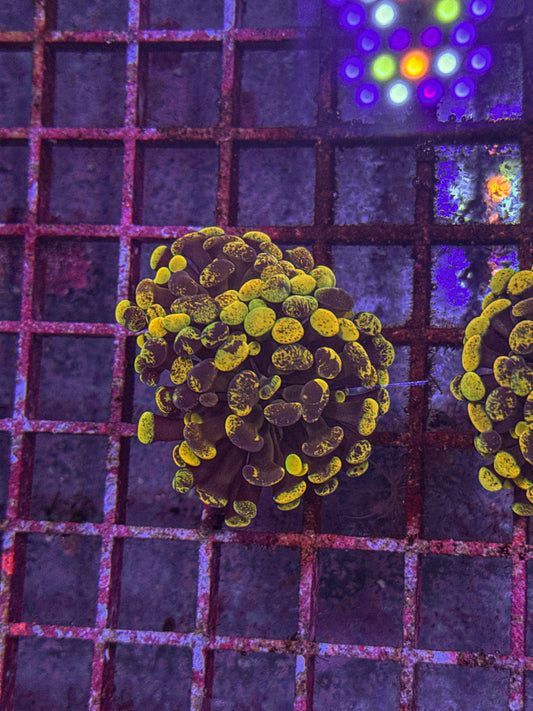 True Yellow Splatter Hammer (WYSIWYG)