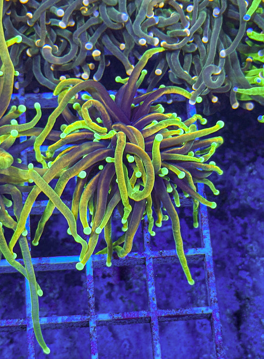 Dragon Soul Torch (WYSIWYG)