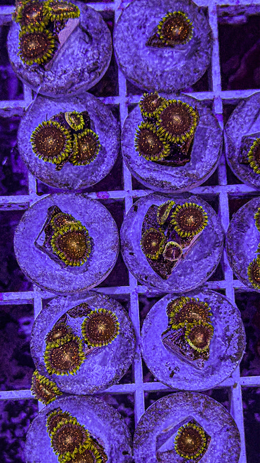 Cosmic Combustion Zoas (WYSIWYG)
