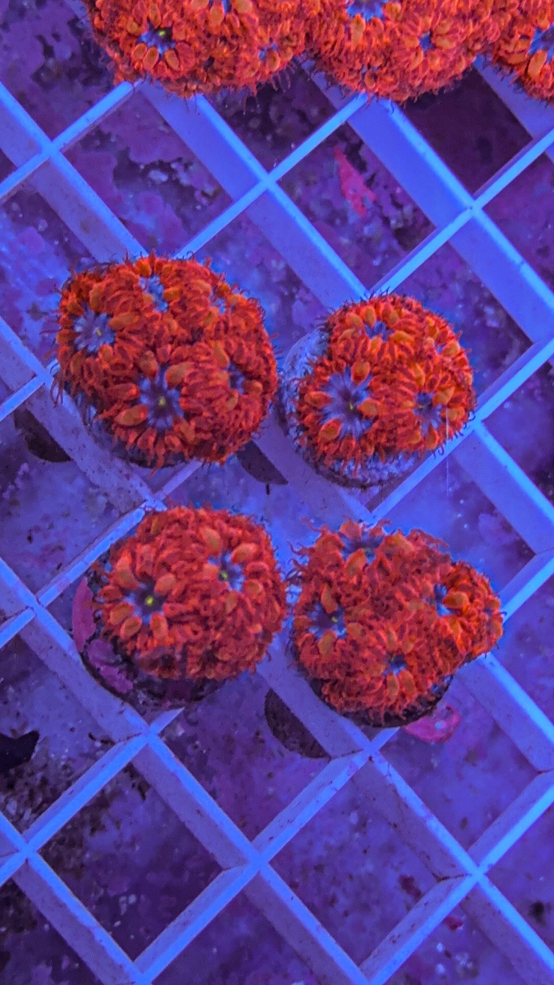 Blue Raven Blasto’s (WYSIWYG)