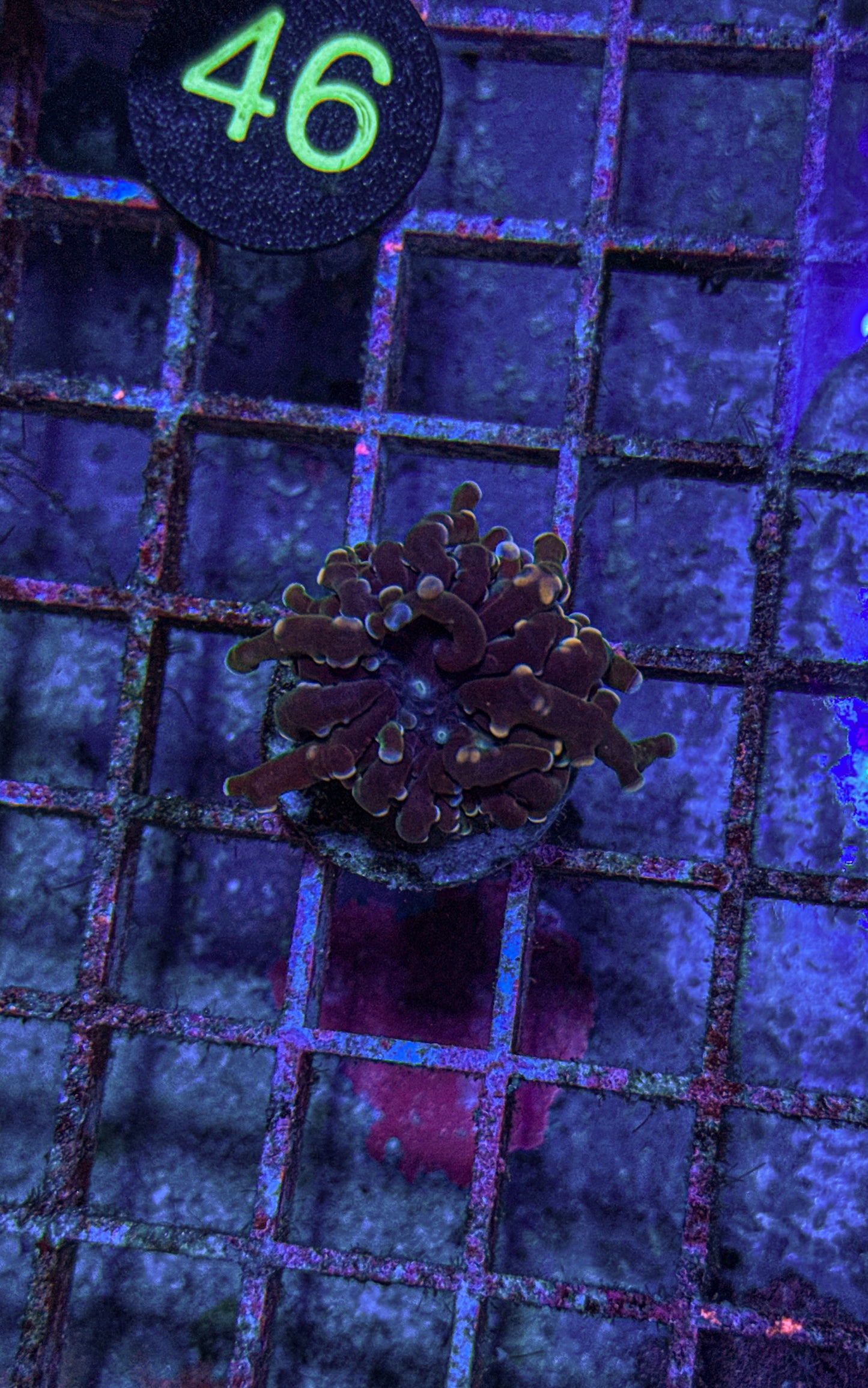 Pink Tip Frogspawn small (WYSIWYG)