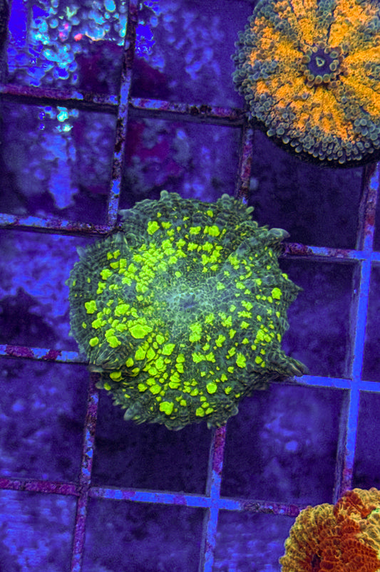 Uranium Bounce Mushroom (WYSIWYG)