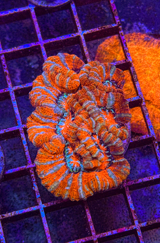Rainbow Wilsoni (WYSIWYG)