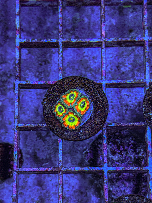 Holy Grail Micromussa Acan (WYSIWYG)