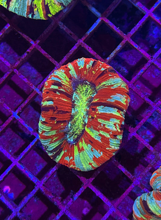 Paint Splatter Rainbow Trachy (WYSIWYG)