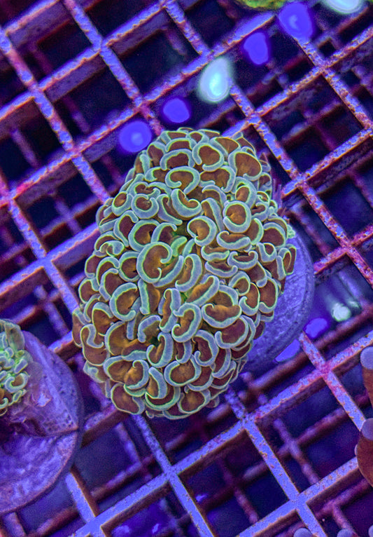 Gold Stem Hammer (WYSIWYG)