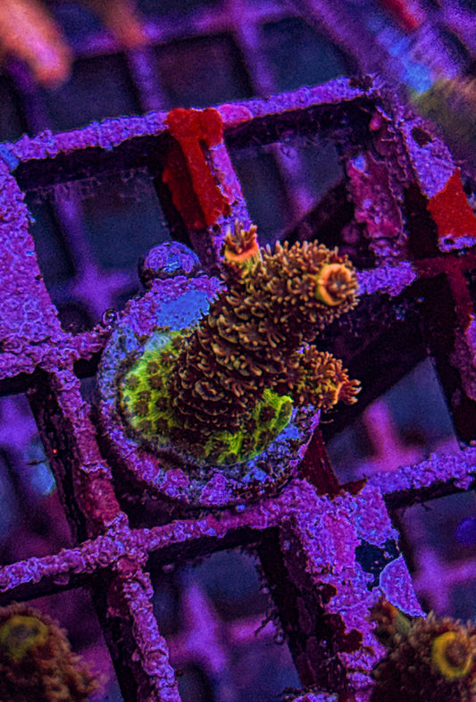 Texas Pink Stag Acro (WYSIWYG)