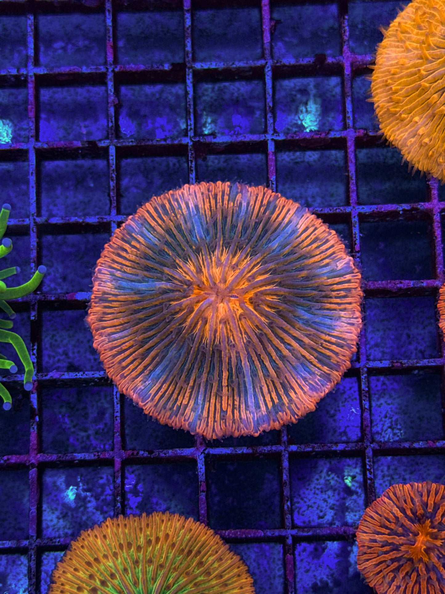 Unique Fungia (WYSIWYG)