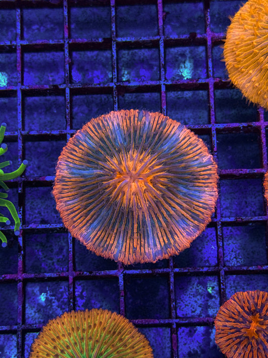 Unique Fungia (WYSIWYG)