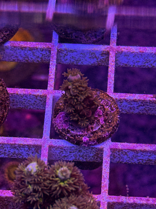 WCC Fluffy Tenuis Acro (WYSIWYG)