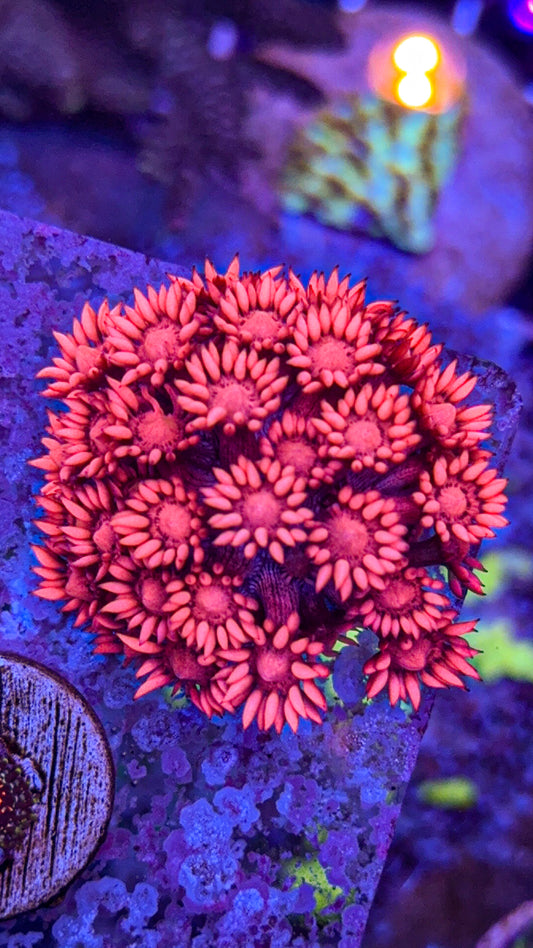 Indo Pink Goni (WYSIWYG)