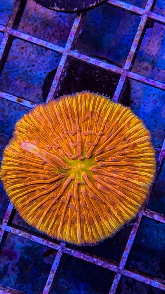 WCC Ring Of Fire Fungia (WYSIWYG)