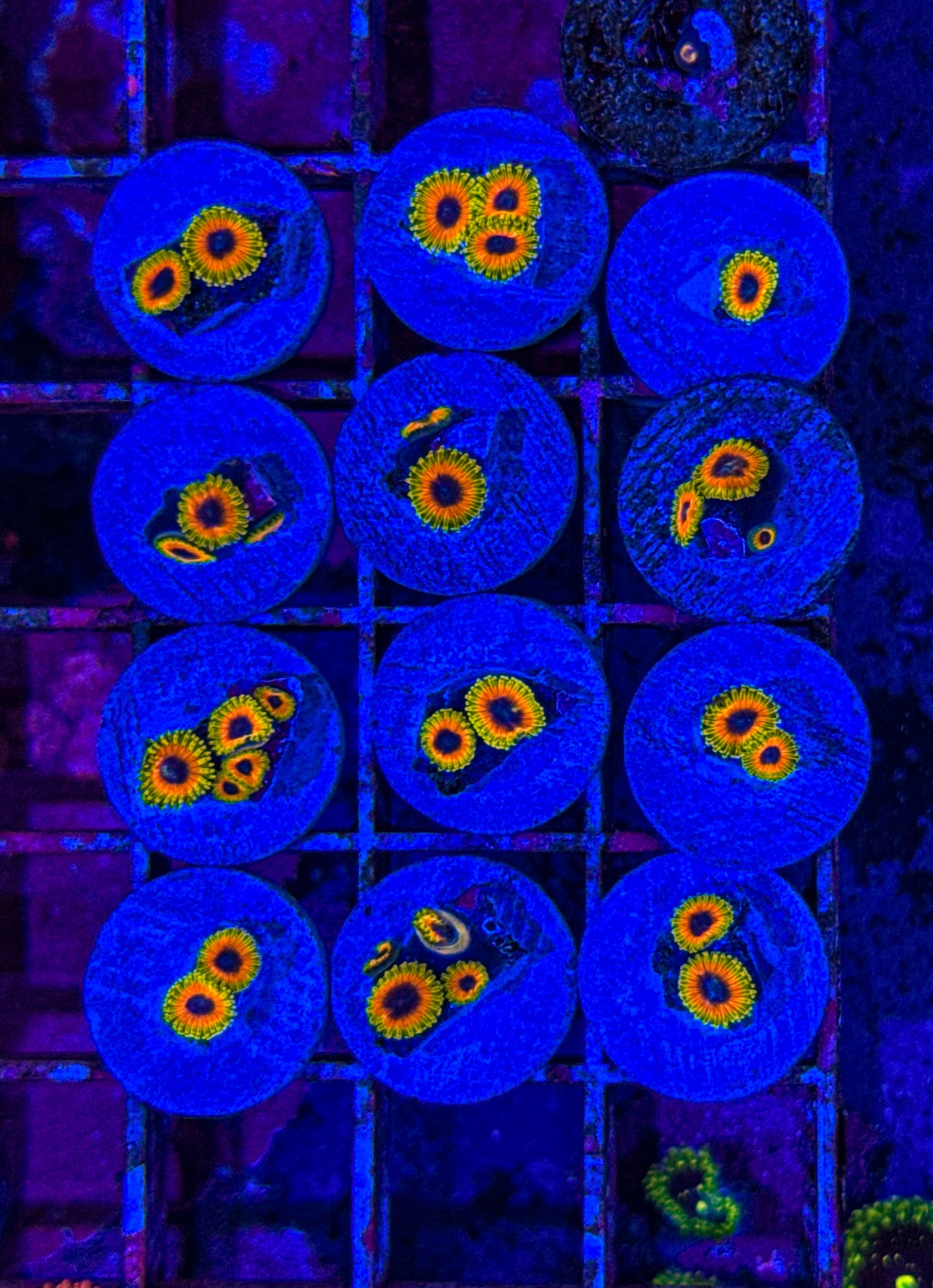 Great Owl Zoas (WYSIWYG)
