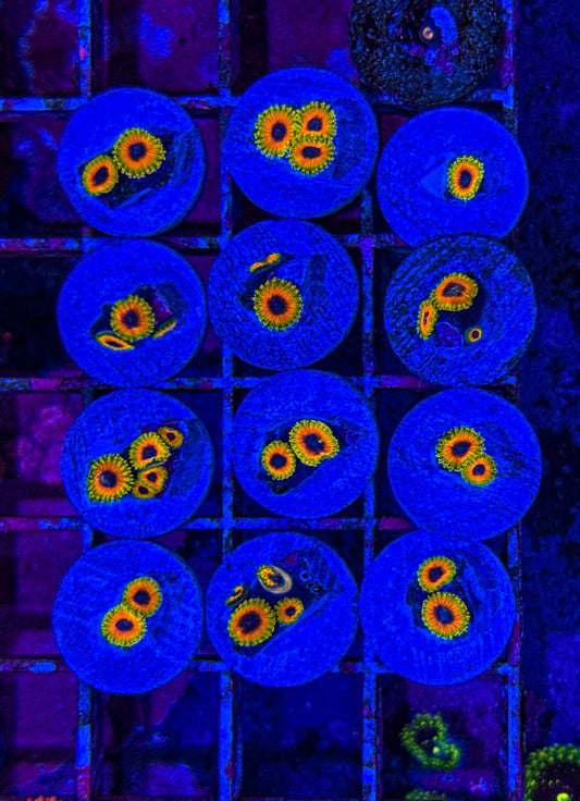 Great Owl Zoas (WYSIWYG)