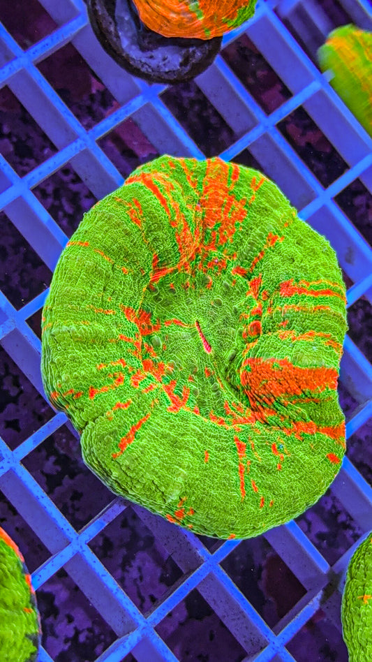 Bleeding Apple Scoly (WYSIWYG)