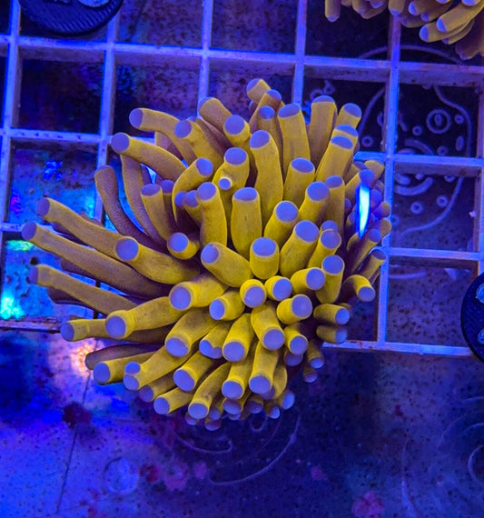 Banana Torch #20 (WYSIWYG)