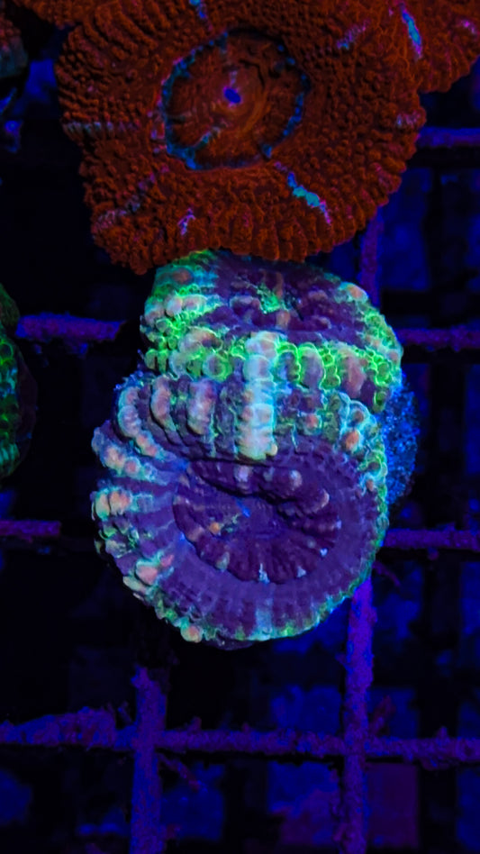 Acan (WYSIWYG)