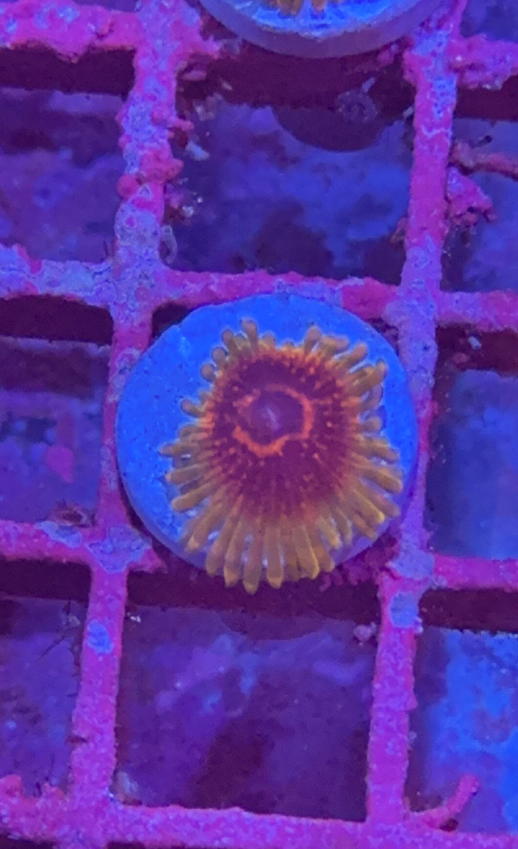 Predator Zoa (WYSIWYG)