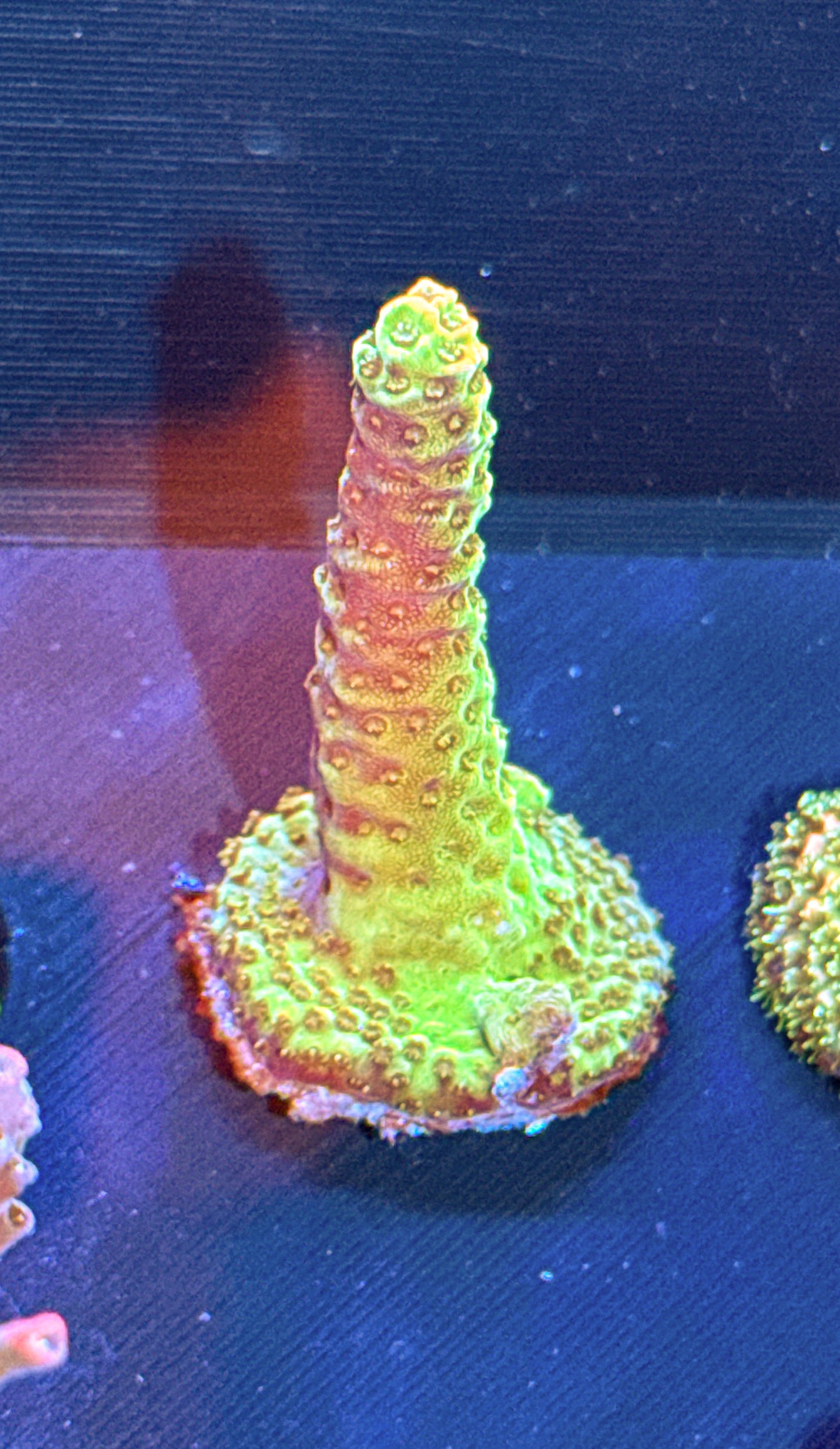 Unknown Acro (WYSIWYG)