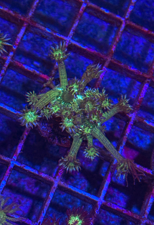 Blue Tip Glitter Goni (WYSIWYG)