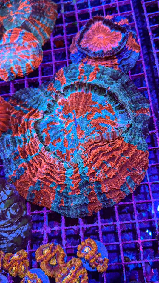Acanthophyllia (WYSIWYG)