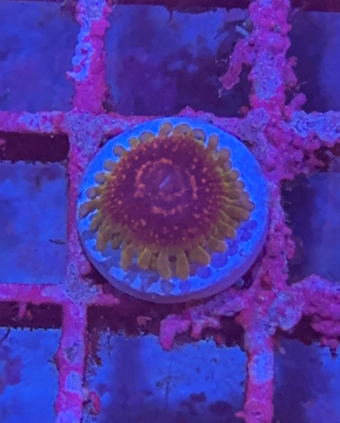 Predator Zoa (WYSIWYG)
