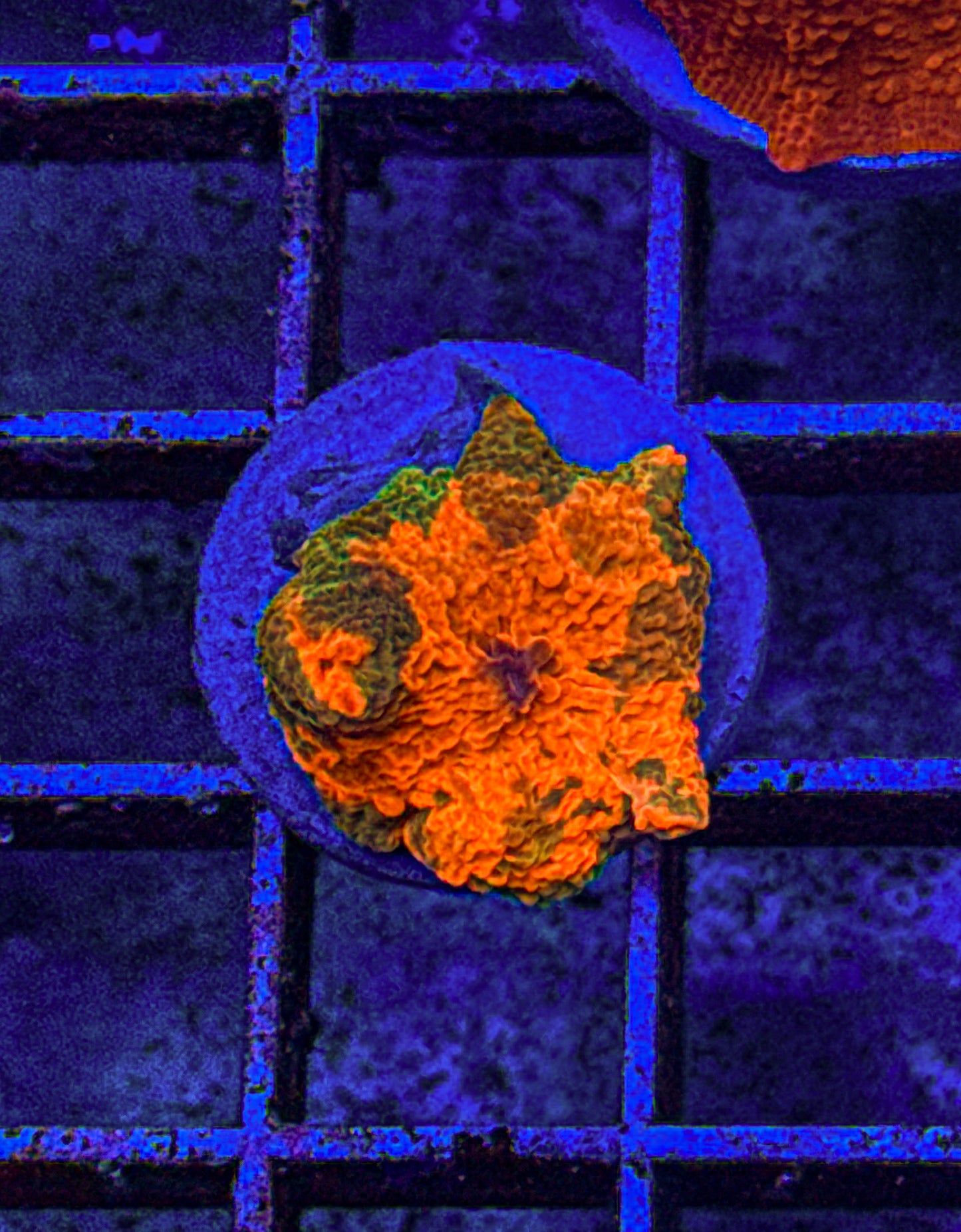 Candy Crush Jawbreaker Mushroom (WYSIWYG) 3 color