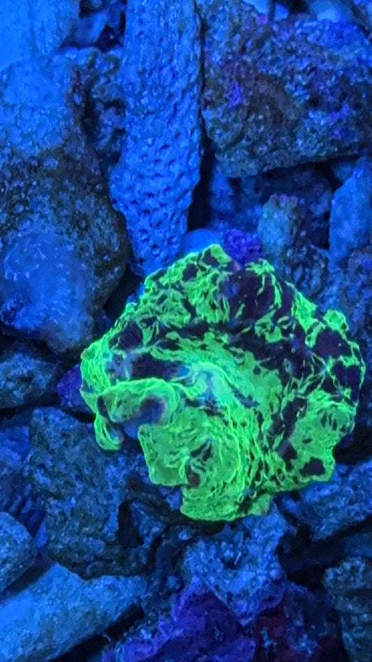 Kryptonite Jawbreaker Mushroom Coral (WYSIWYG)