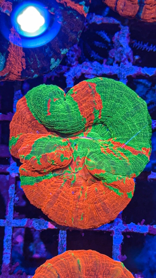 Connected Double Bleeding Apple Scoly (WYSIWYG)