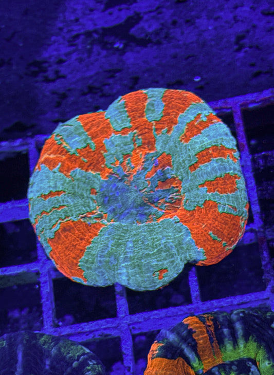 Unique Scoly (WYSIWYG)