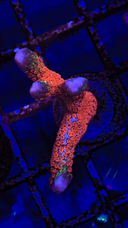 Bubblegum Digitata