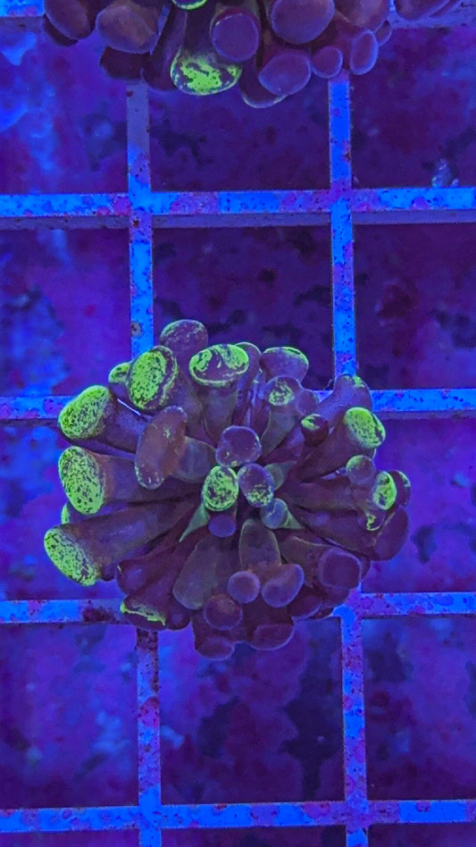 Splatter Hammer #7 (WYSIWYG)