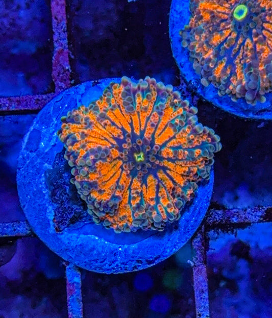 Orange Yuma (WYSIWYG)