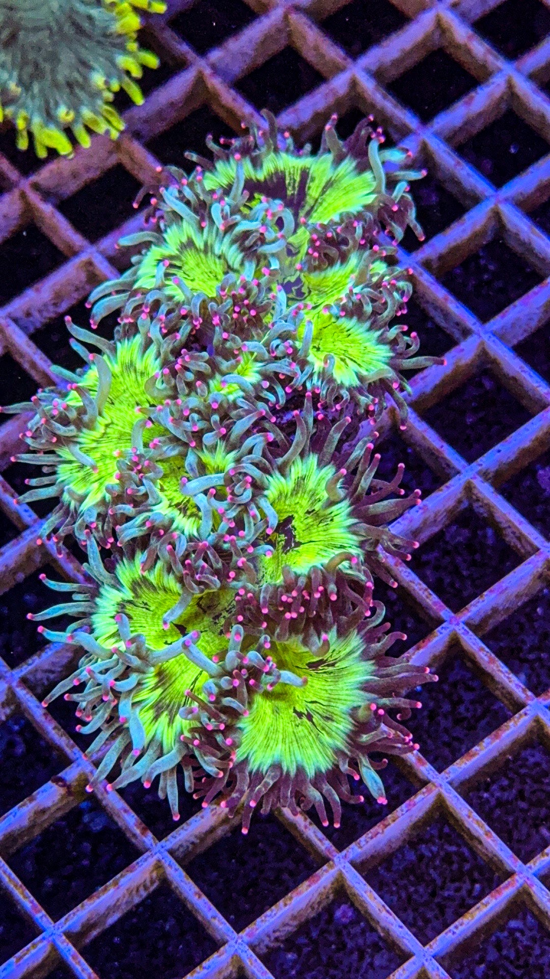 Crazy Pink Tip Elegance (WYSIWYG)