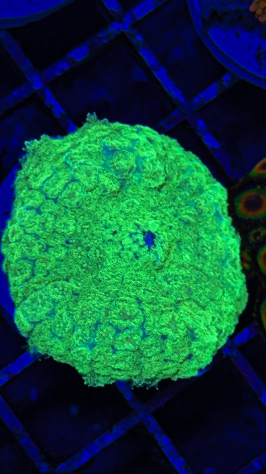 Super Bright Mushroom (WYSIWYG)