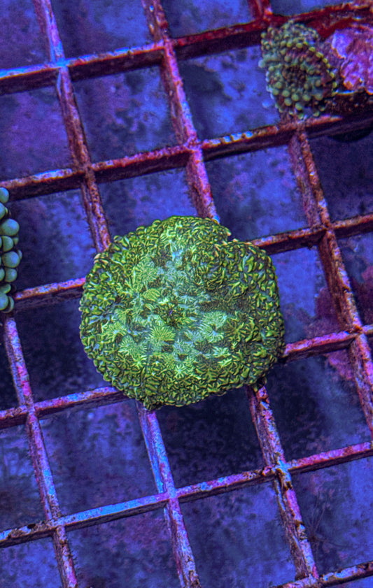 Unique Discosoma Mushroom (WYSIWYG)