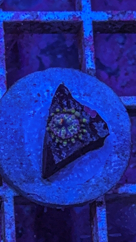 Purple Haze Yuma Mushroom baby (WYSIWYG)