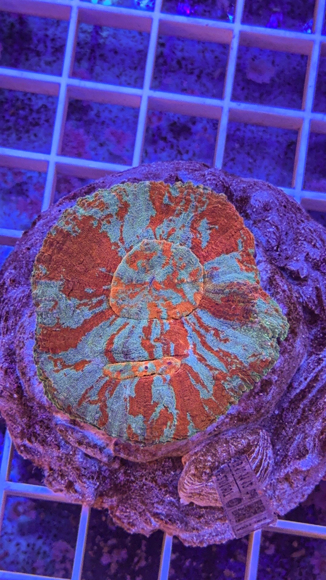 Australomussa (RARE!) (WYSIWYG)