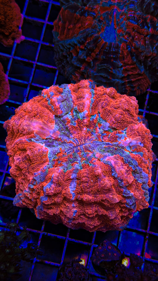 Glitter Acanthophyllia (WYSIWYG)