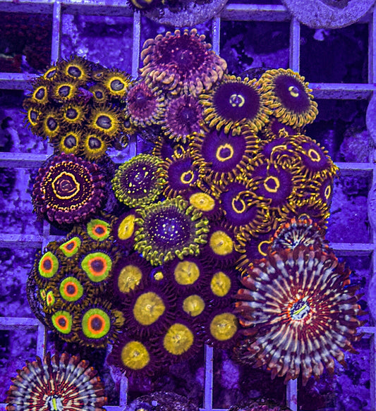 Chunky Zoa Pack #2 (WYSIWYG)