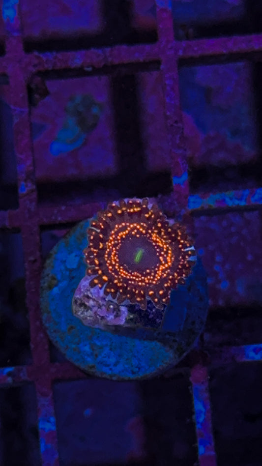 Illuminati Zoa (WYSIWYG)