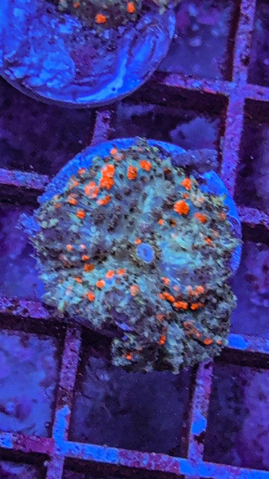 Wild Bounce Mushroom (WYSIWYG)